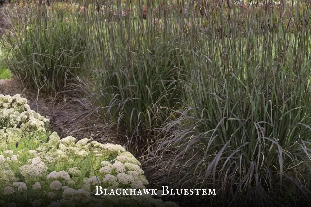 Blackhawk Bluestem plant