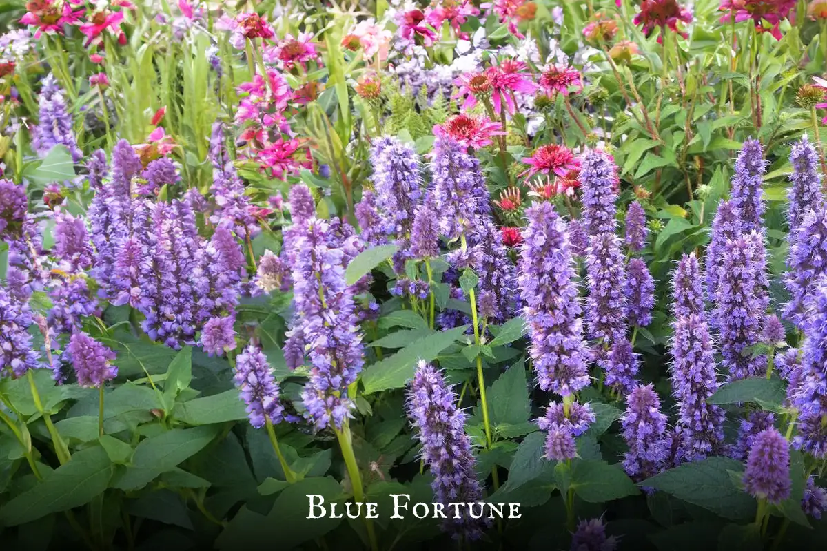 Blue Fortune plant