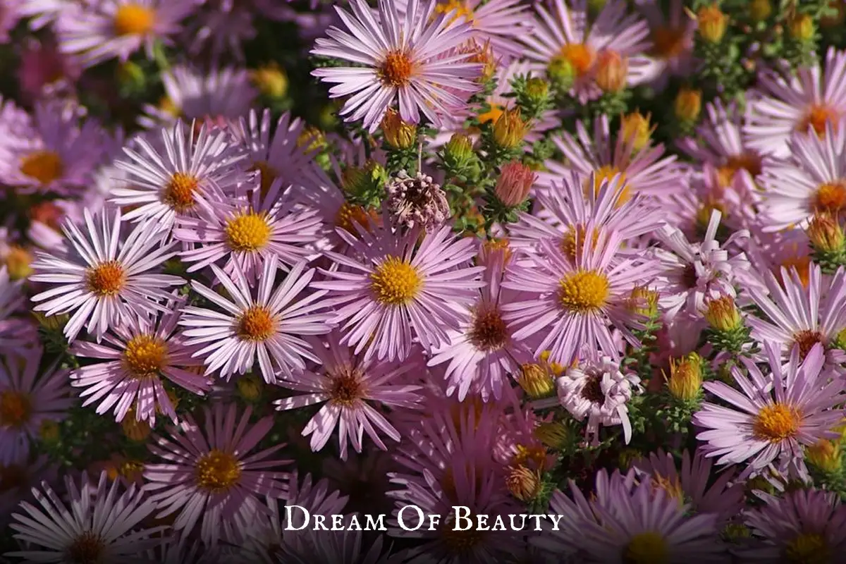 Dream of Beauty plant