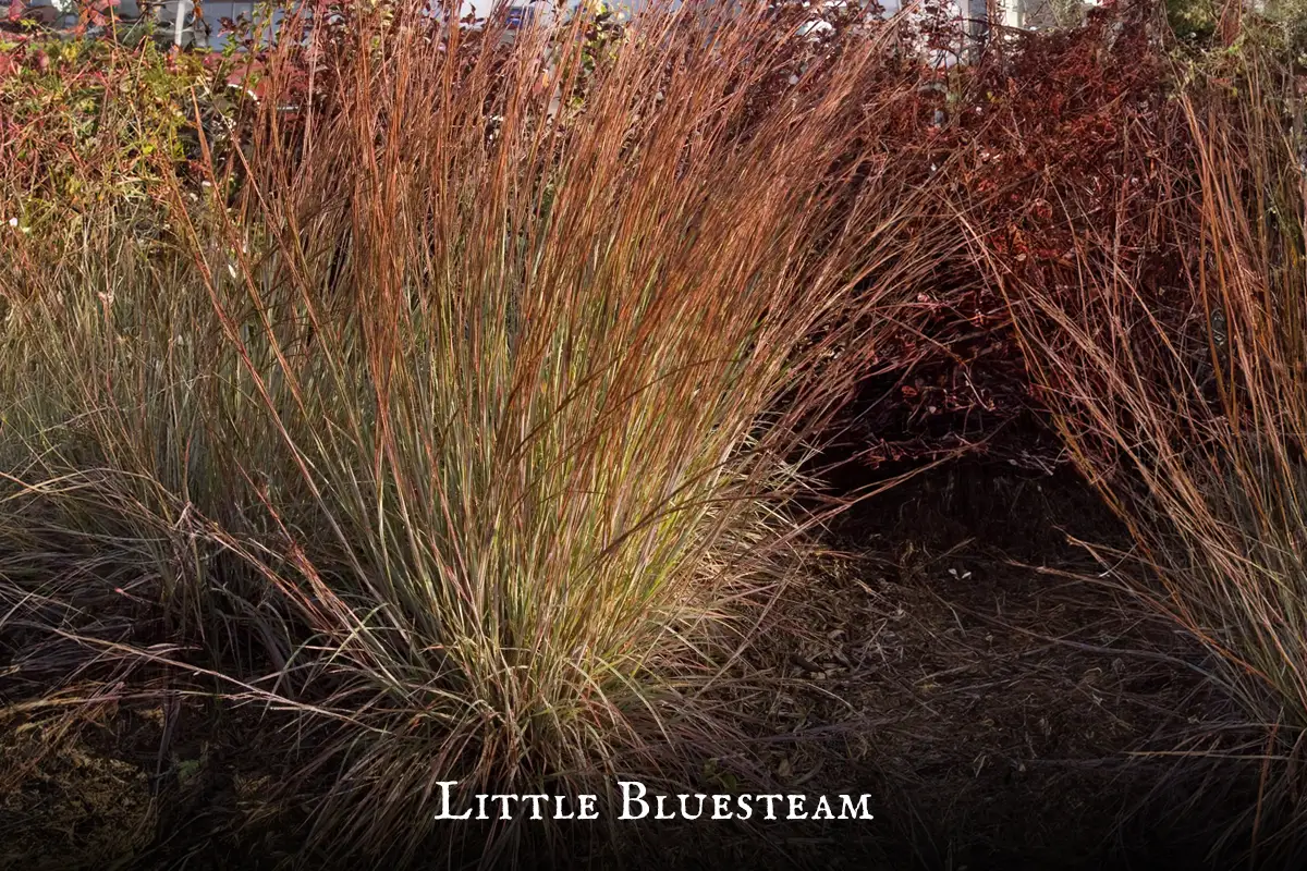 Little Bluestem Plant