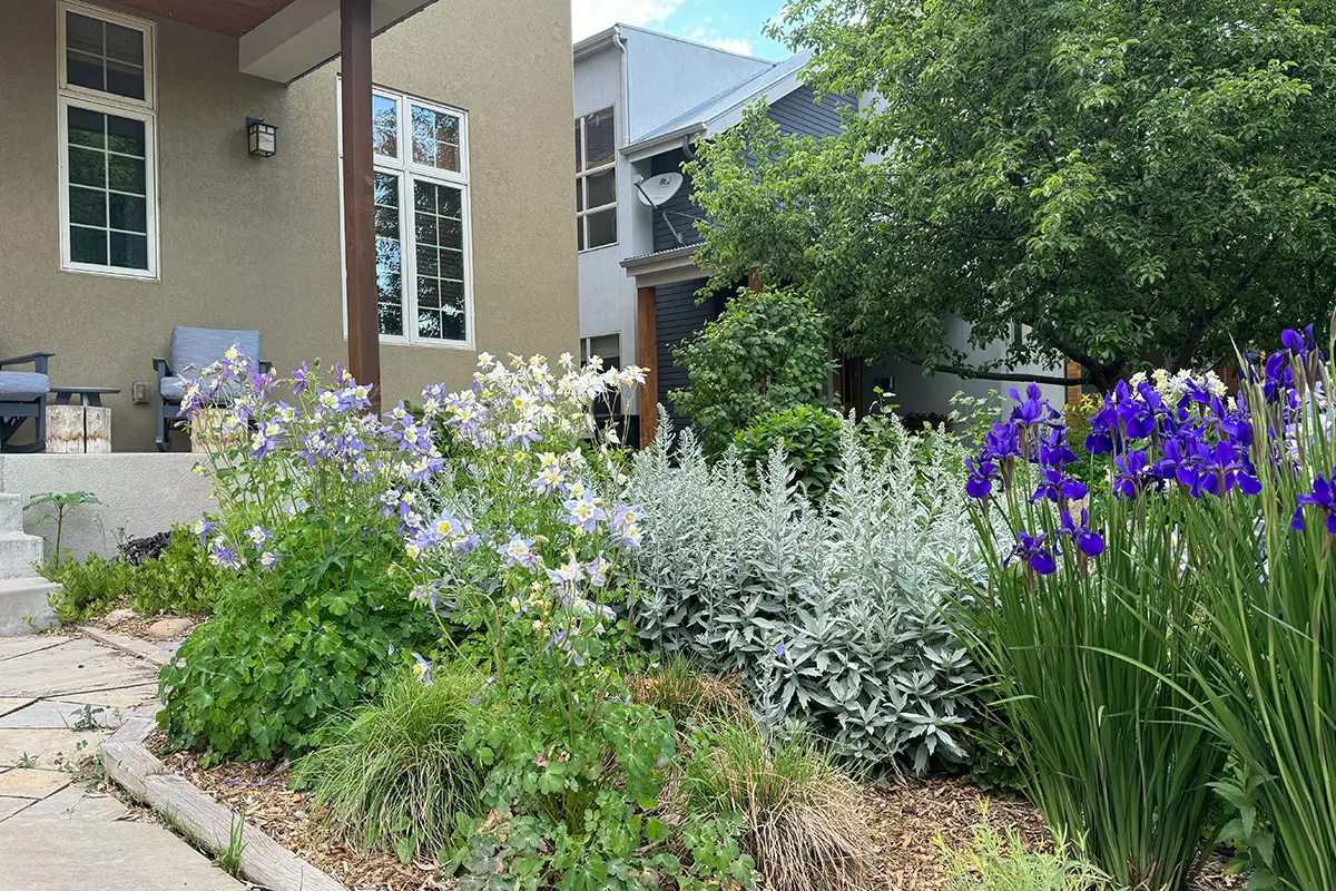 Blue Spruce Horticulture native garden install with purple and white plants.