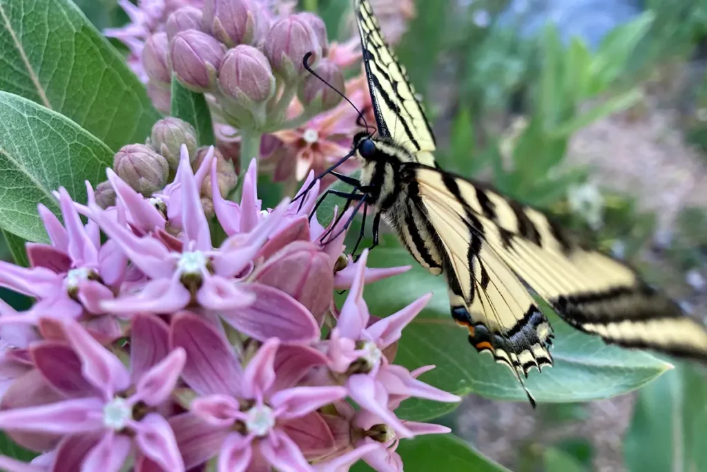 Butterfly on a pollinator installed by Blue Spruce Horticulture