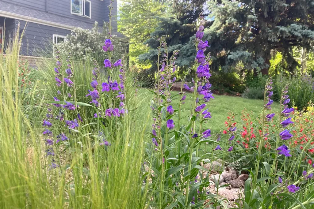 Purple and red flowers in front of a home installed by Blue Spruce Horticulture