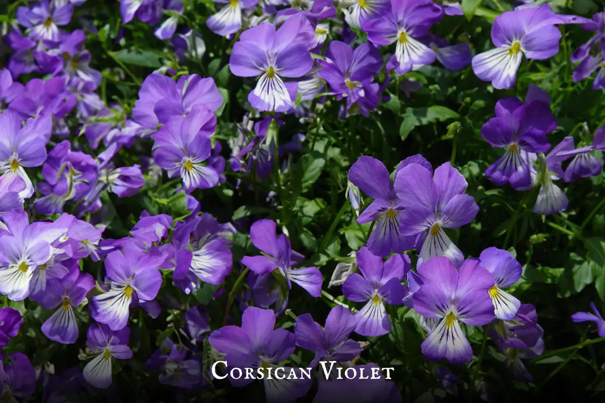 Corsican Violet plant