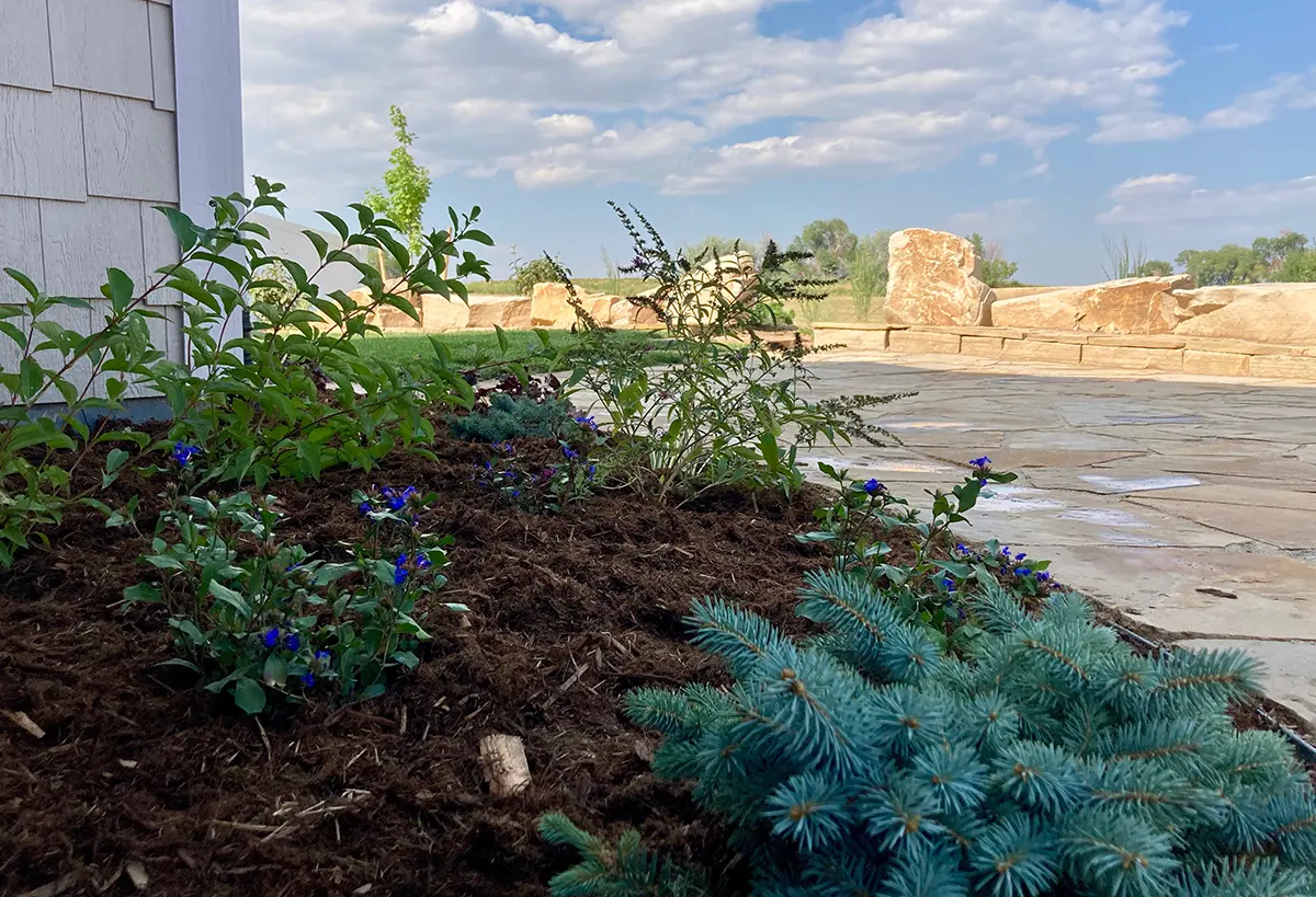 The Boxwood Drive Project in Windsor, Colorado showcases Blue Spruce Horticulture's expertise with a stunning xeriscape, modern architecture, and a low maintenance garden.