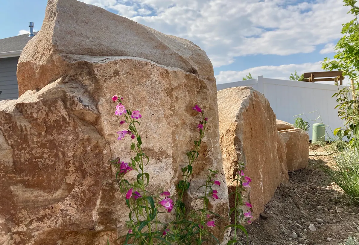 The Boxwood Drive Project in Windsor, Colorado is adorned with Blue Spruce Horticulture’s xeriscape, modern architecture, and low maintenance garden.