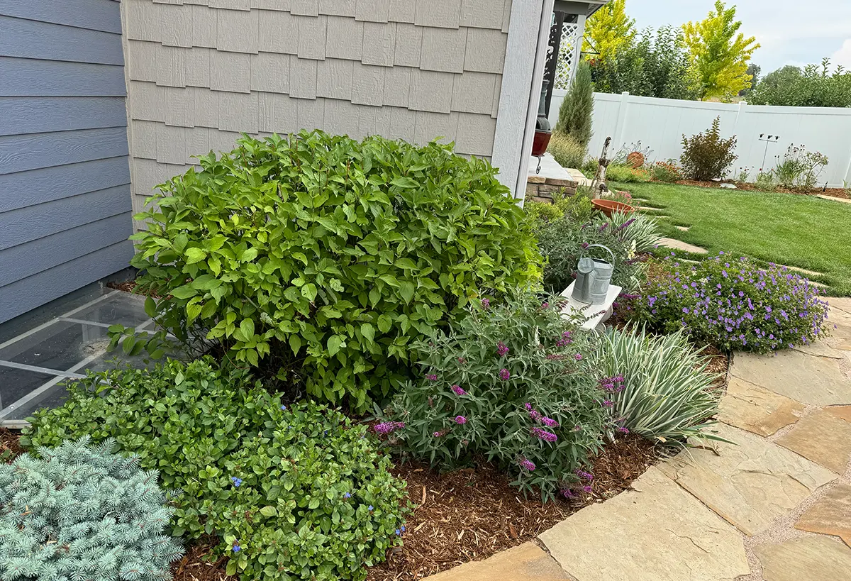 The Boxwood Drive Project in Windsor, Colorado is adorned with Blue Spruce Horticulture’s xeriscape, and low maintenance garden.