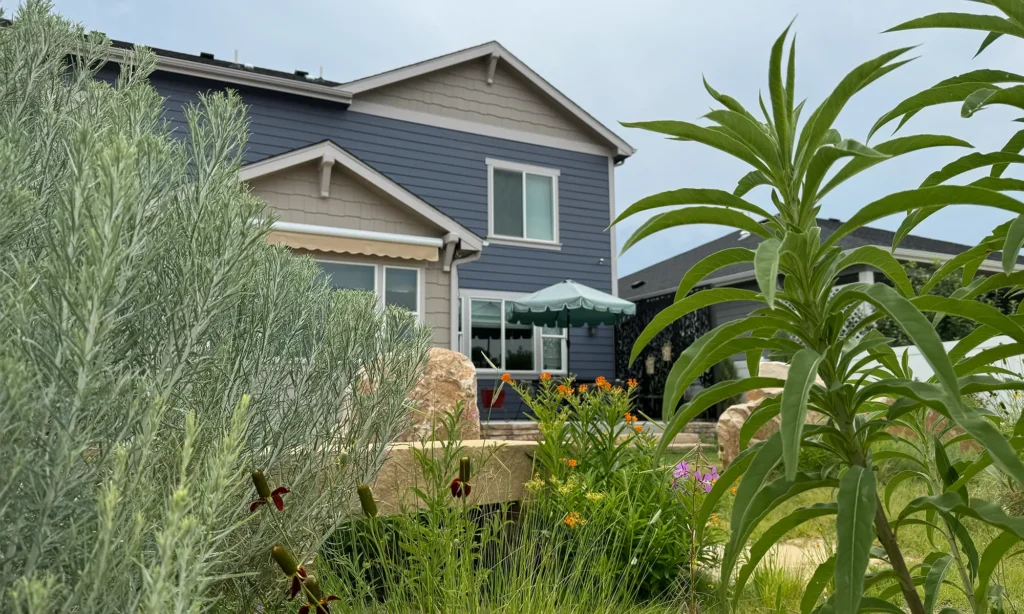 Blue Spruce Horticulture created a low maintenance garden with xeriscape and modern architecture for the Boxwood Drive Project in Windsor, Colorado.