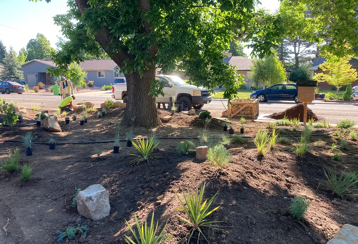 Transformative plant and landscape installations by Blue Spruce Horticulture team members in Colorado.