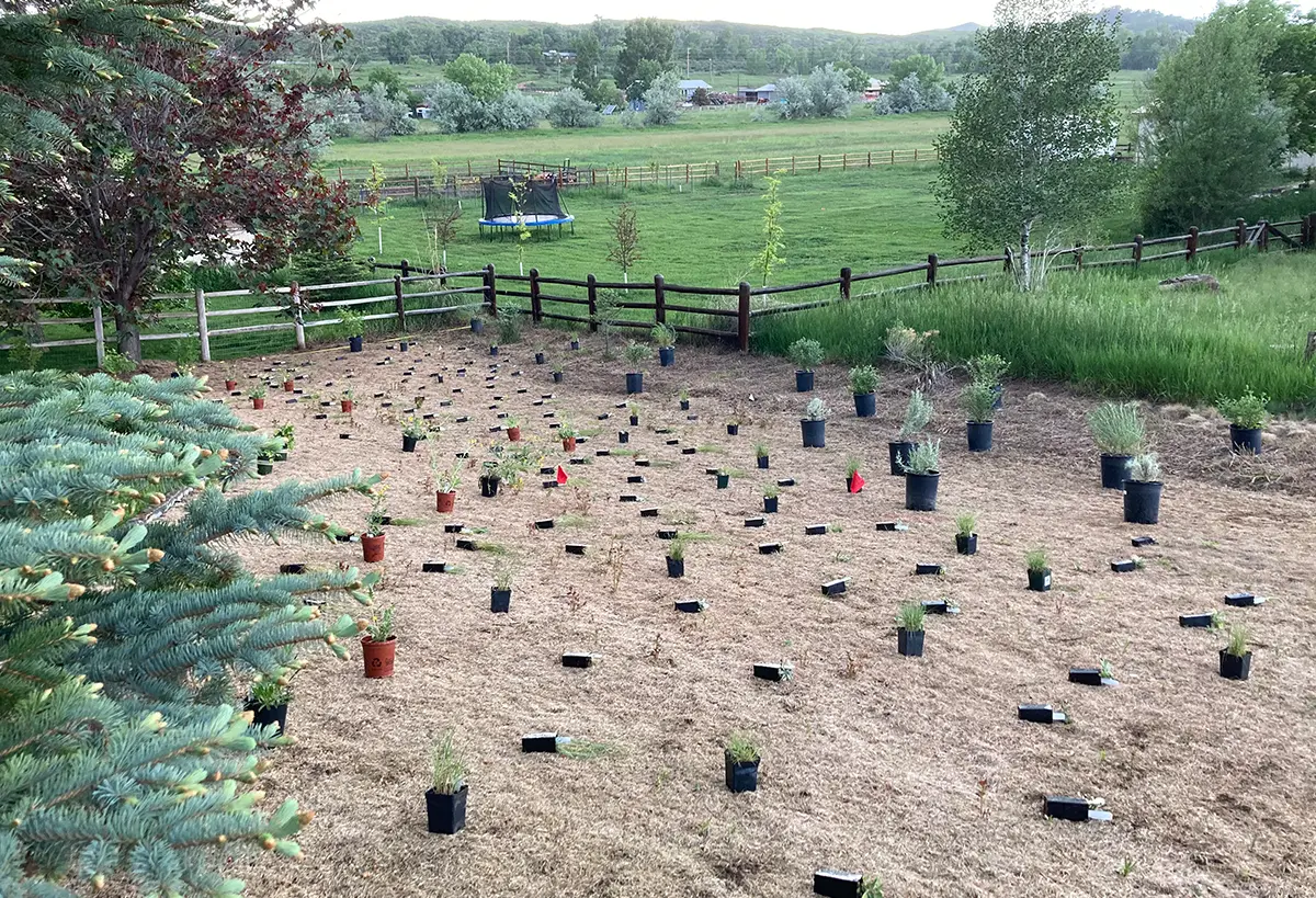 Professional outdoor native garden transformation by Blue Spruce Horticulture in Northern Colorado.