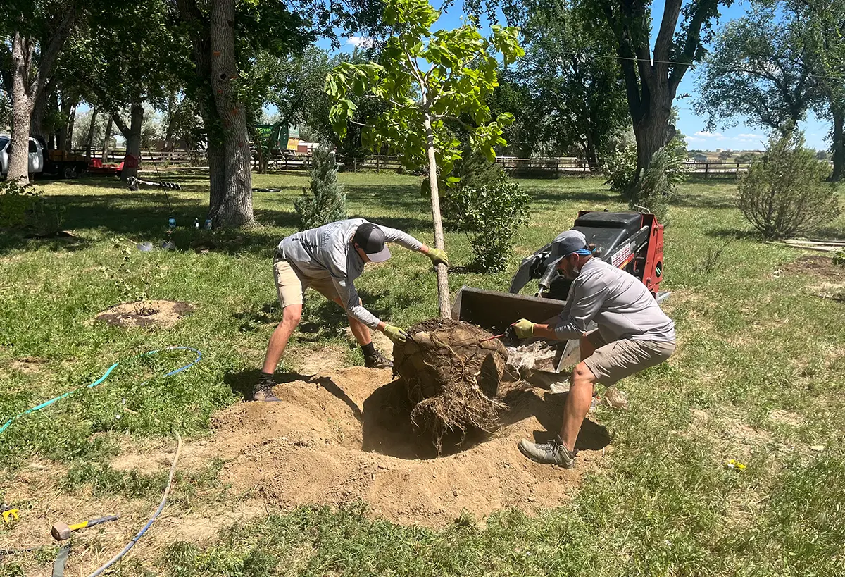 Blue Spruce Horticulture operating a heavy machine during a tree install for Blue Spruce Horticulture.