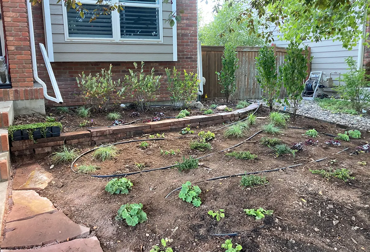 Transformative plant, landscape, and irrigation installations by Blue Spruce Horticulture team members in front yard of Colorado home