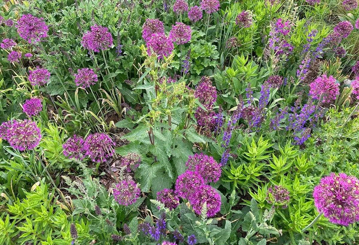 Purple plants installed by Blue Spruce Horticulture.