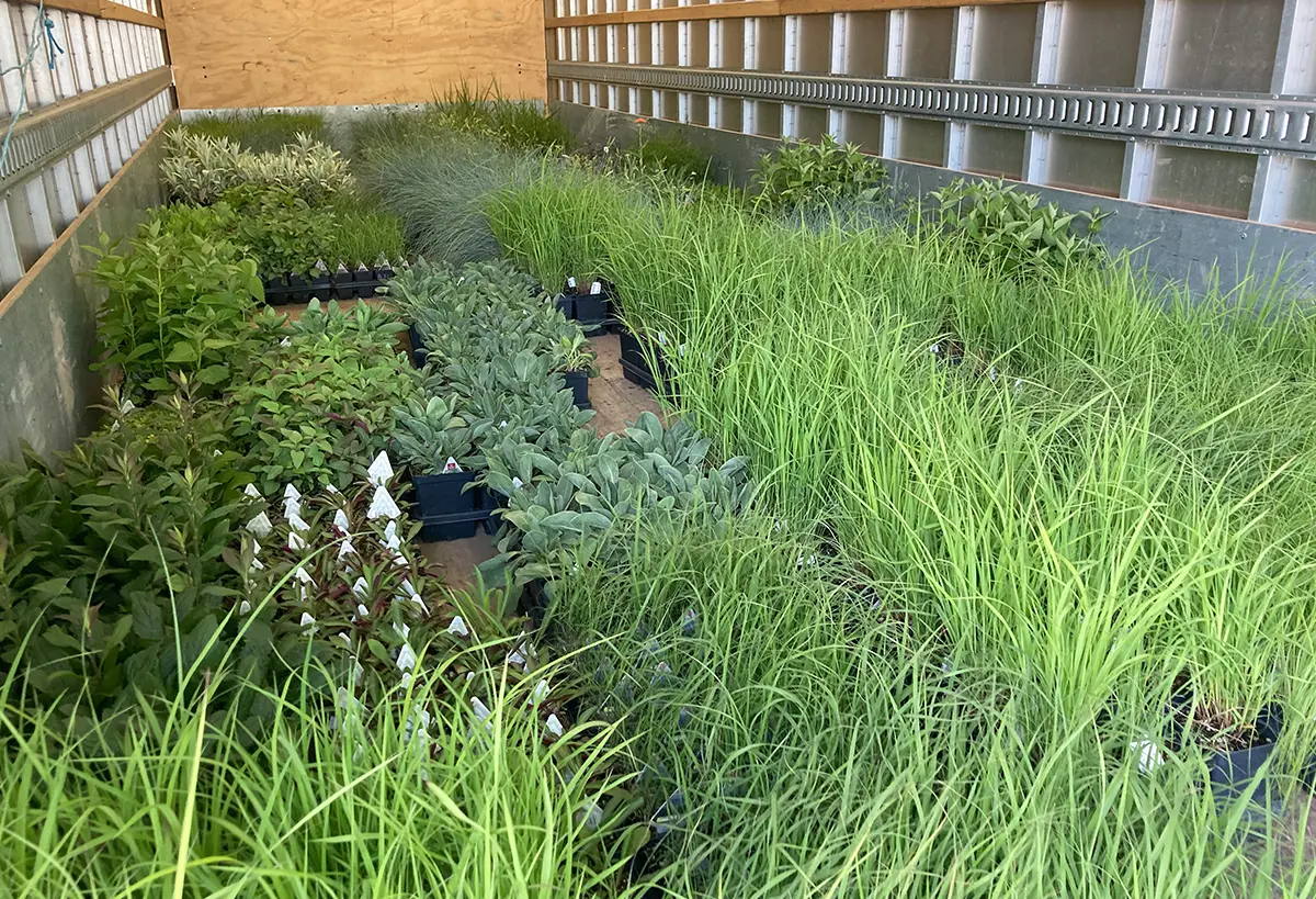 Plants being delivered to a project for Blue Spruce Horticulture.