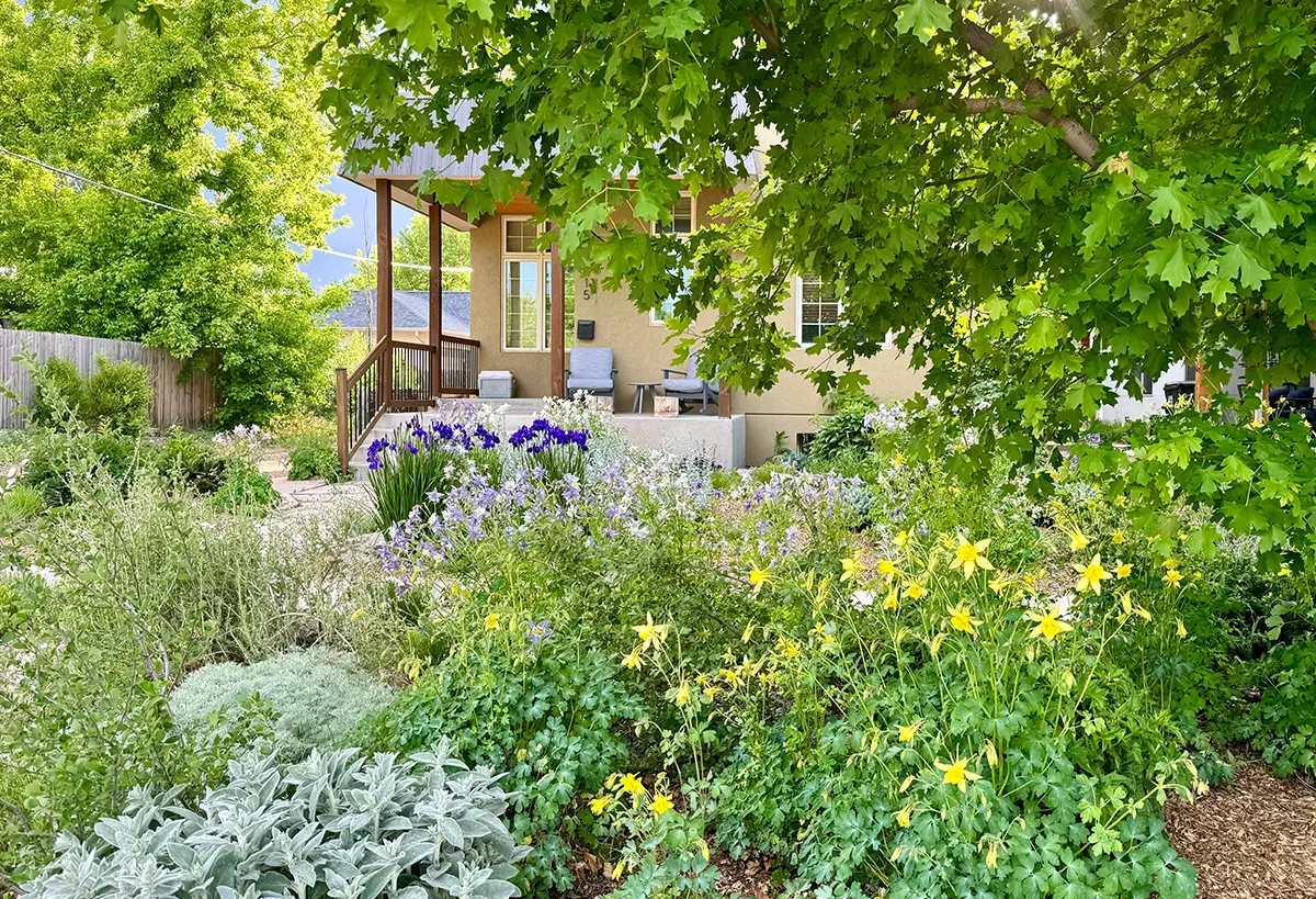 Lush native garden installed by Blue Spruce Horticulture in Fort Collins, Colorado