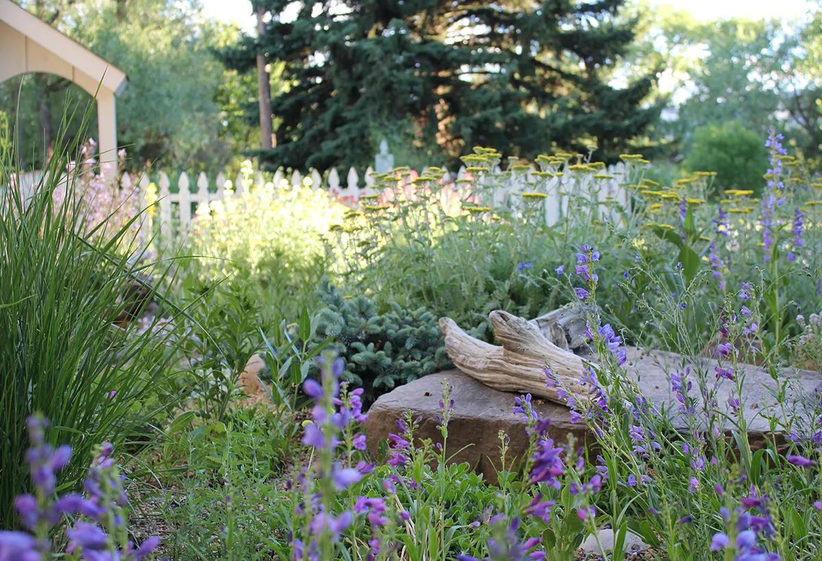 Blue Spruce Horticulture in professional garden design installation in Fort Collins, CO.