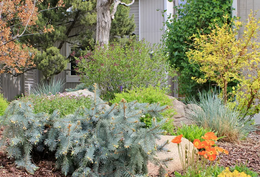 Blue Spruce Horticulture installed a native garden in Northern Colorado.