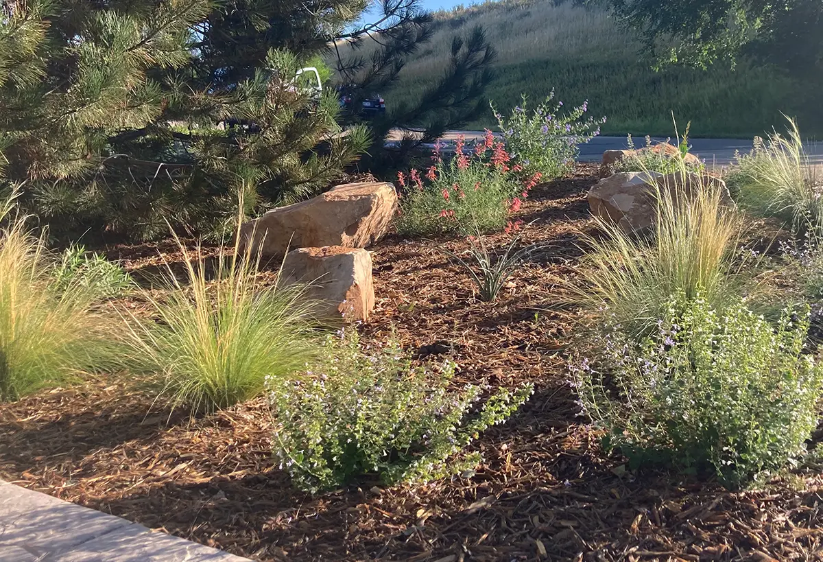 Native gardens crafted by Blue Spruce Horticulture in Northern Colorado.