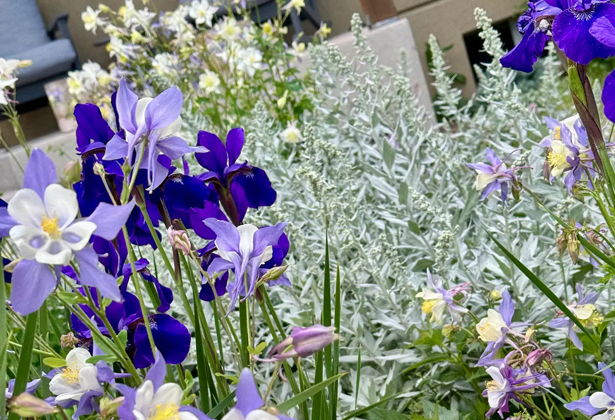 Purple and lilac plants installed by Blue Spruce Horticulture.