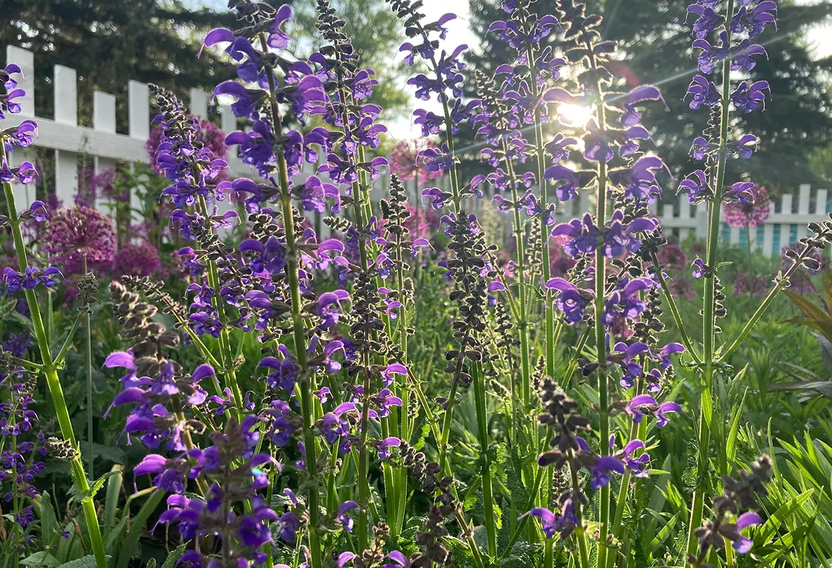 Purple violets installed by Blue Spruce Horticulture