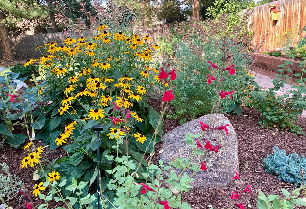 Blue Spruce Horticulture installing plants, landscaping, and irrigation systems while yellow and red flowers bloom