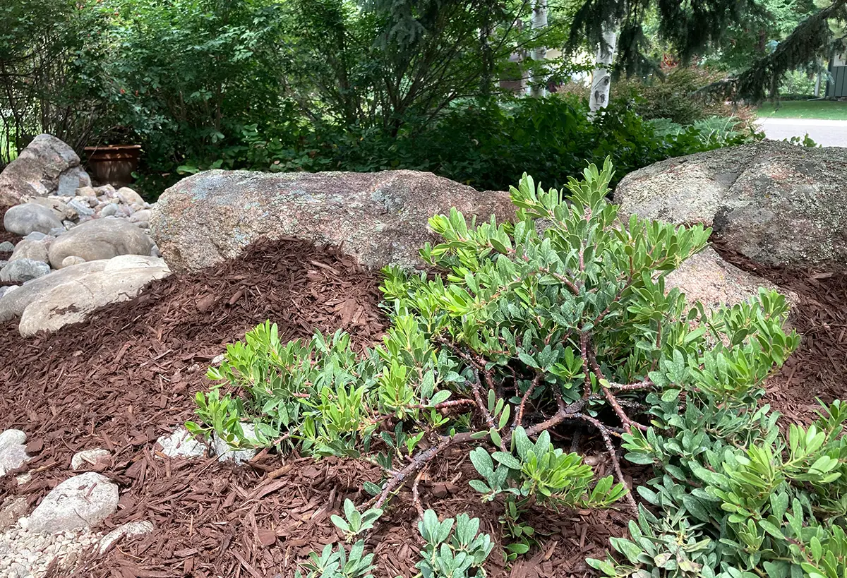 Blue Spruce Horticulture team installing plants, landscaping, and advanced irrigation solutions with mulch.