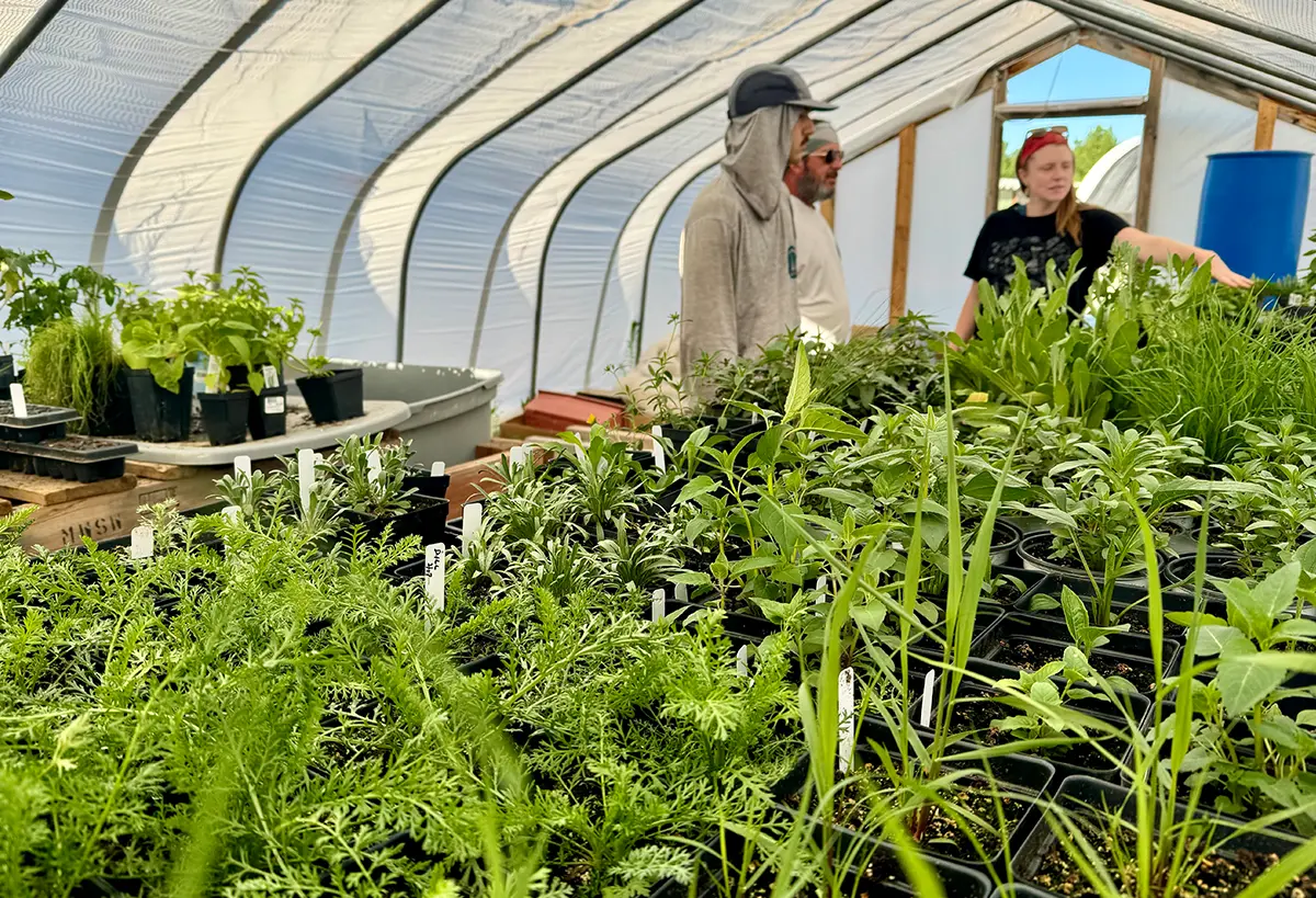 Blue Spruce Horticulture experts selecting beautiful native plants.