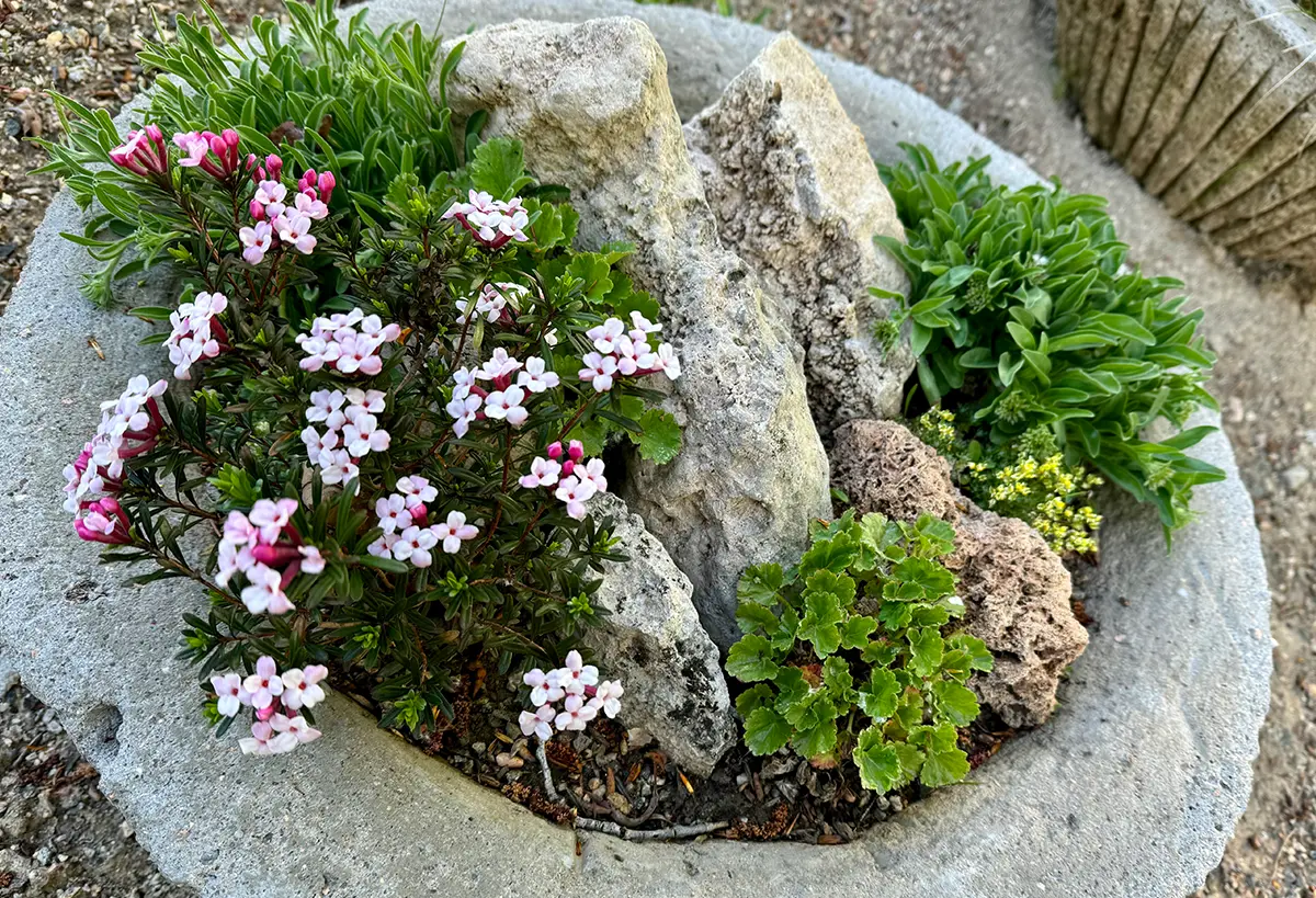 Raised planter installed by Blue Spruce Horticulture in Colorado.