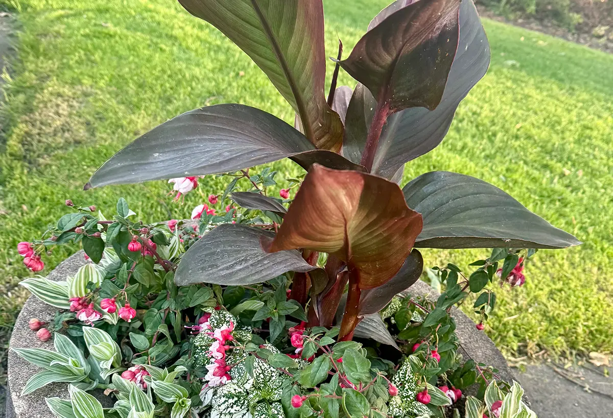 Plant in a raised stone planter.