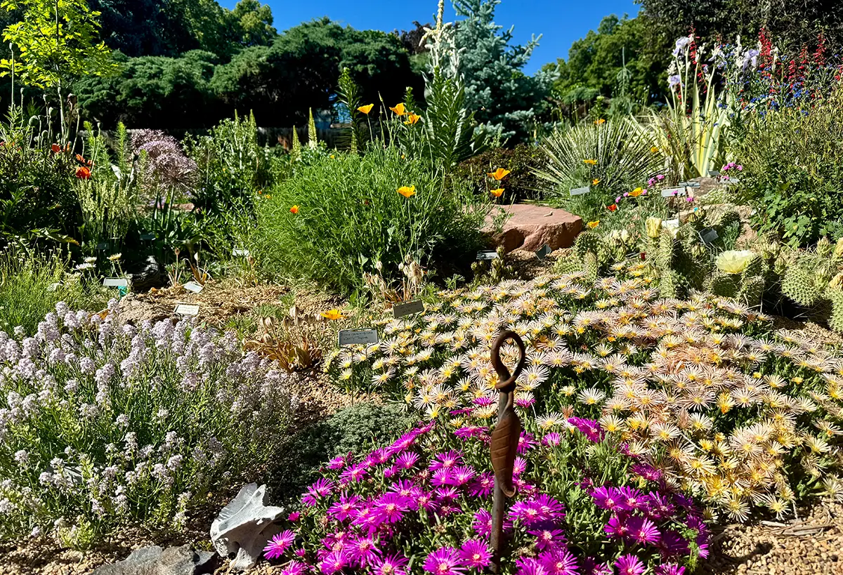 Native garden with cactus and purple flowers.