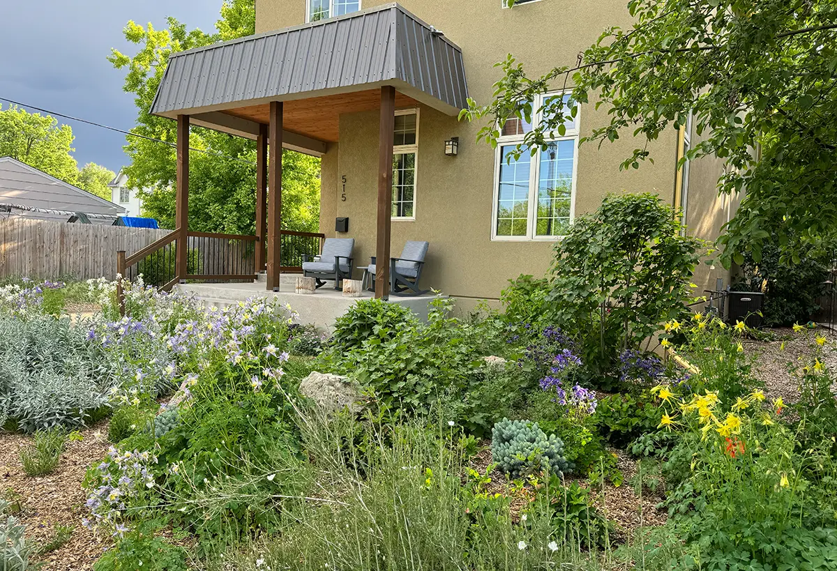 Native garden and plants in front of the Whitcomb Street project front yard by Blue Spruce Horticulture.