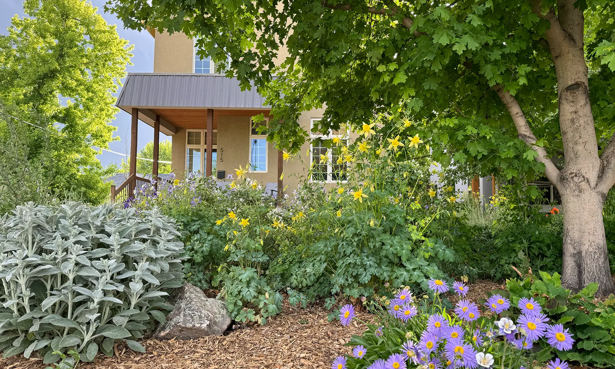 Native garden in front of home.