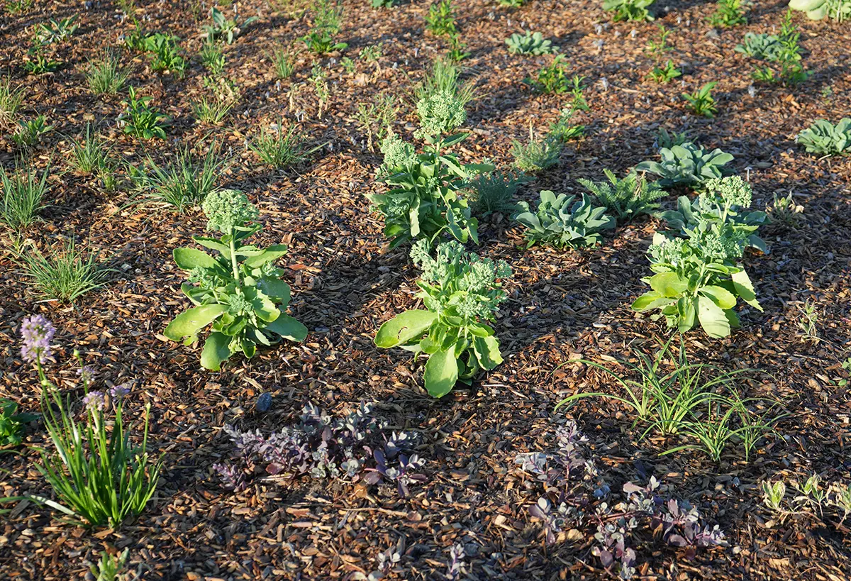 A meadow garden, institutional project renovation, pollinator and ecological gardens, and functional habitats were installed by Blue Spruce Horticulture at the Denver Zoo.