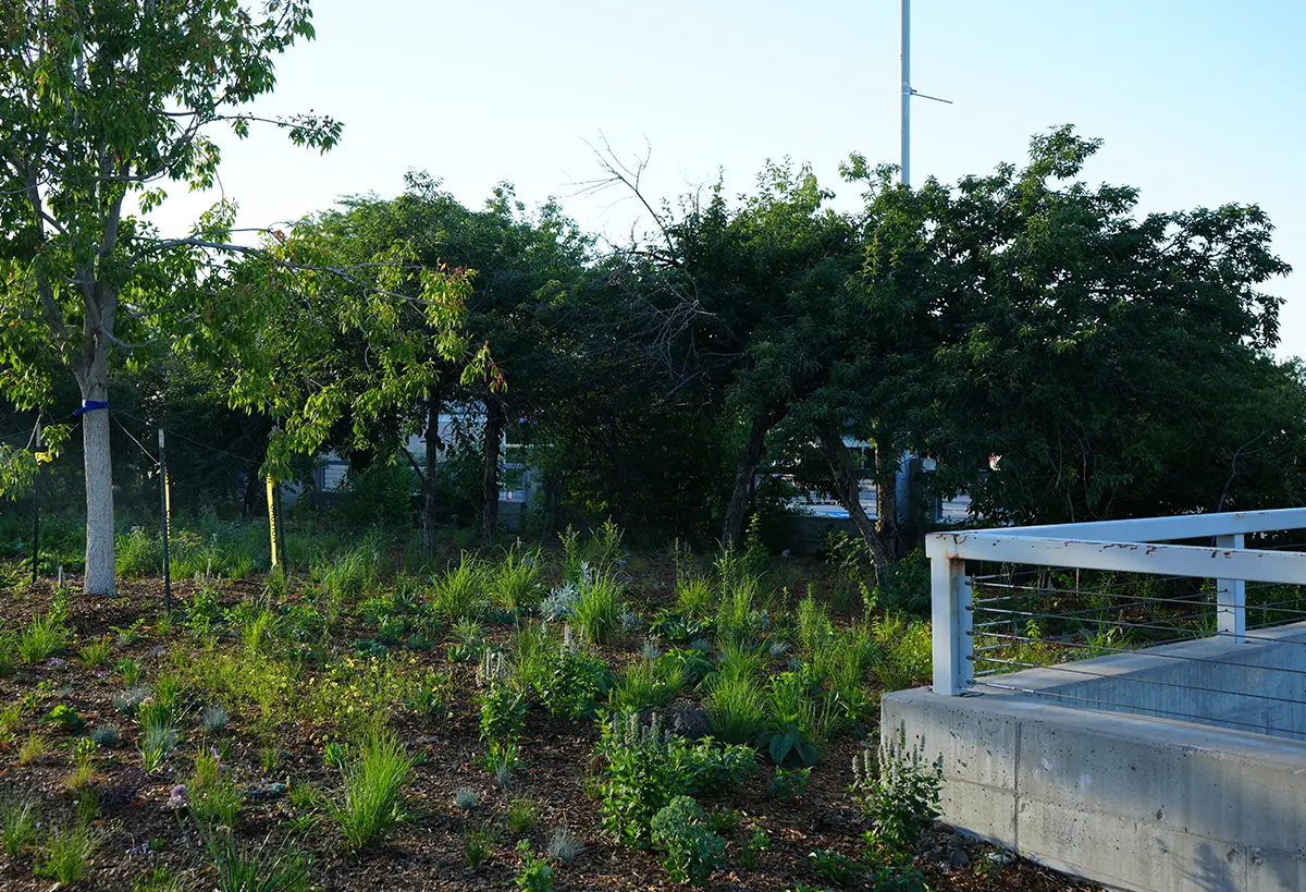 Blue Spruce Horticulture installed a meadow garden