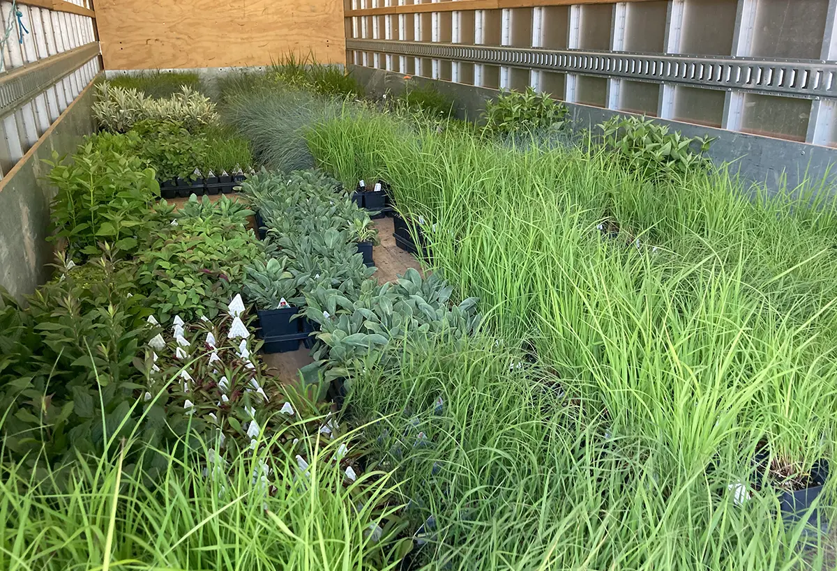 Blue Spruce Horticulture created and installed a meadow garden, institutional project renovation, and pollinator and ecological gardens with functional habitats at the Denver Zoo.