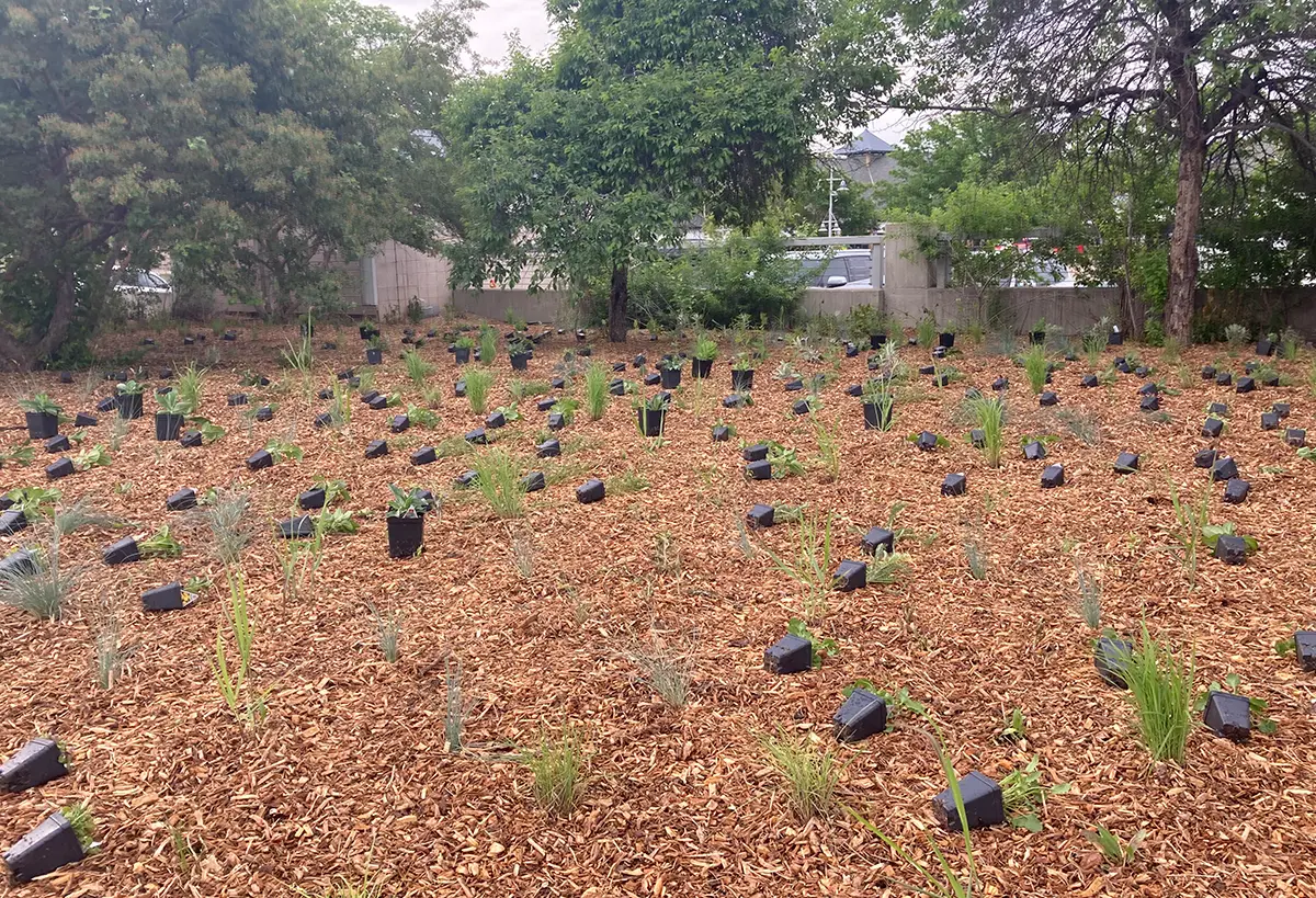 Blue Spruce Horticulture’s projects at the Denver Zoo include the installation of a meadow garden, institutional renovation, and pollinator and ecological gardens.