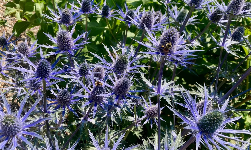 Native plants in bloom installed by Blue Spruce Horticulture.