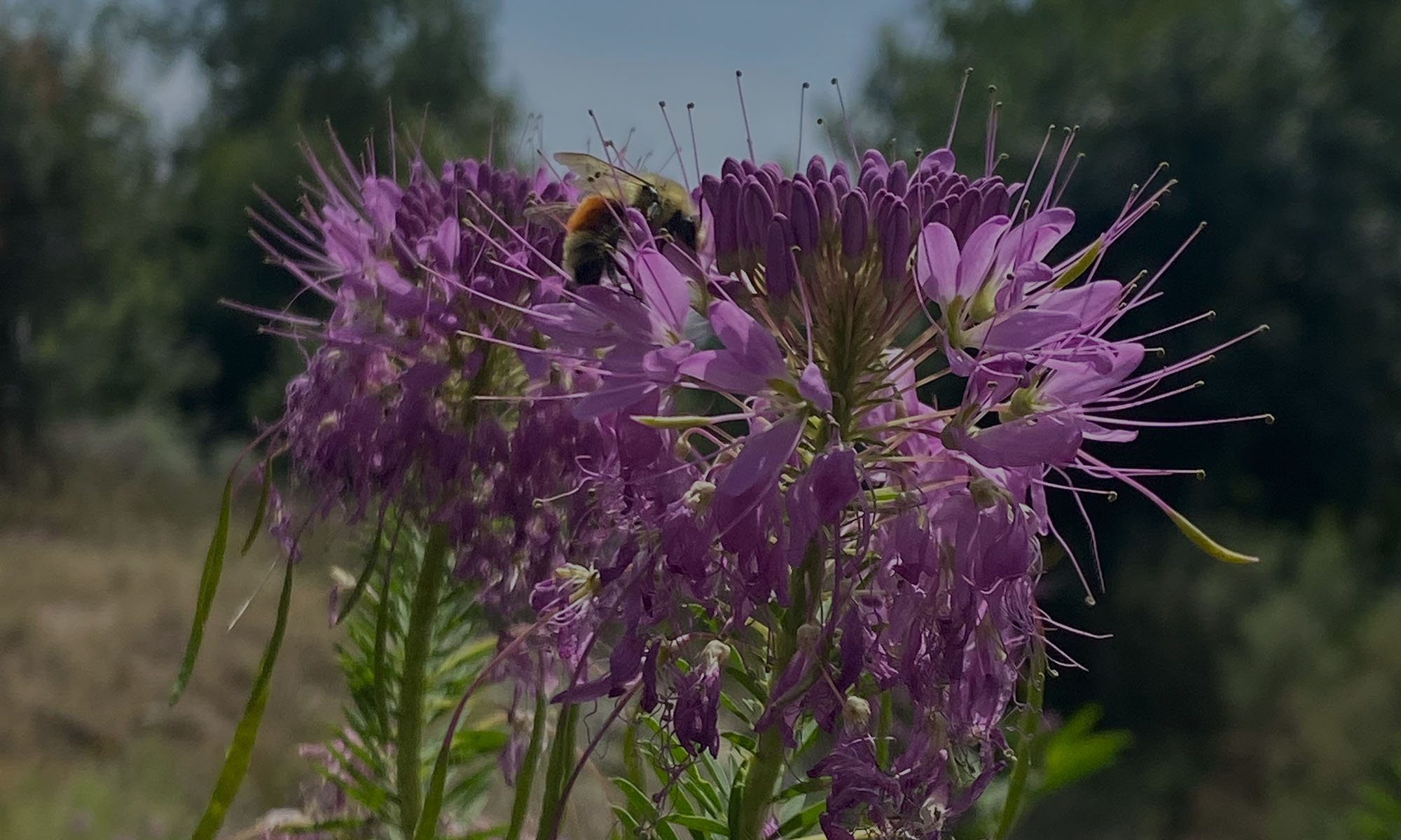 bee in pollinator