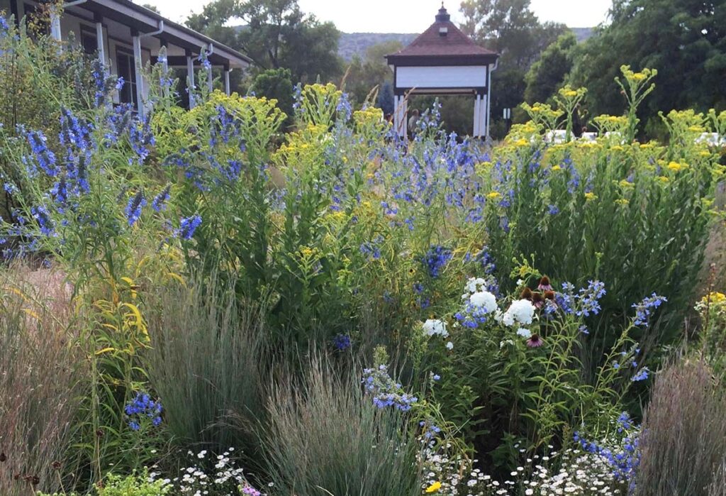 plants in front of home