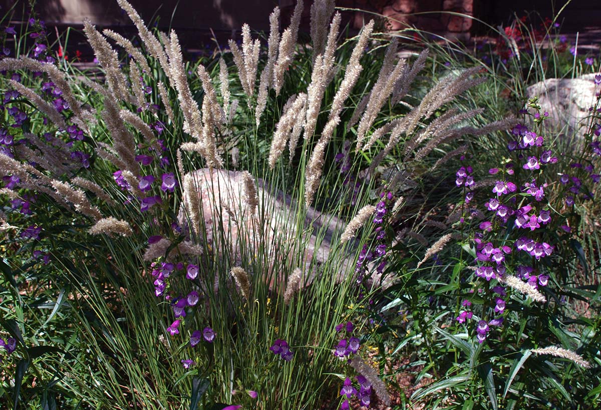 landscape design flowers