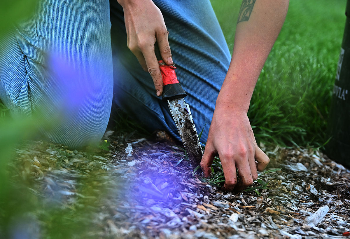 Planting