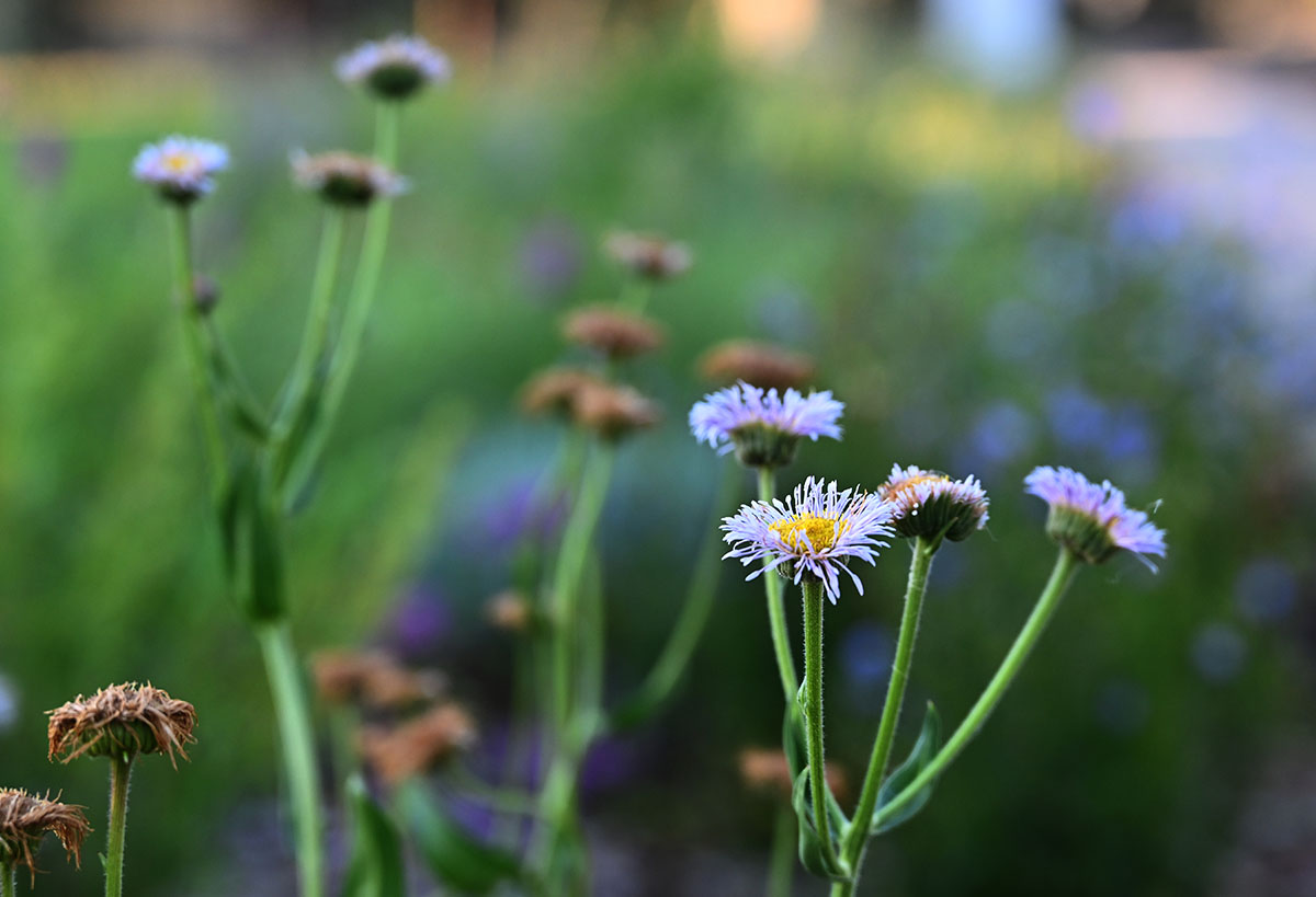 Purple flowers