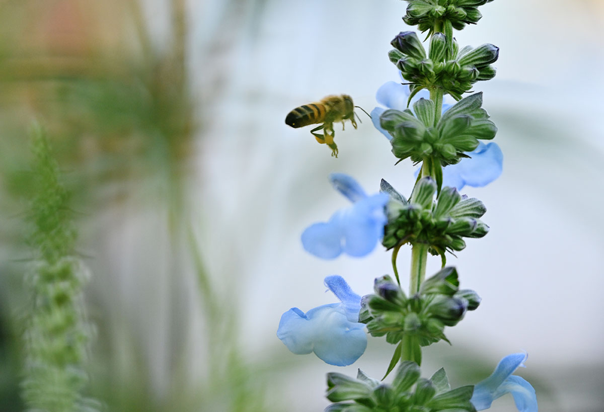 bee on flower