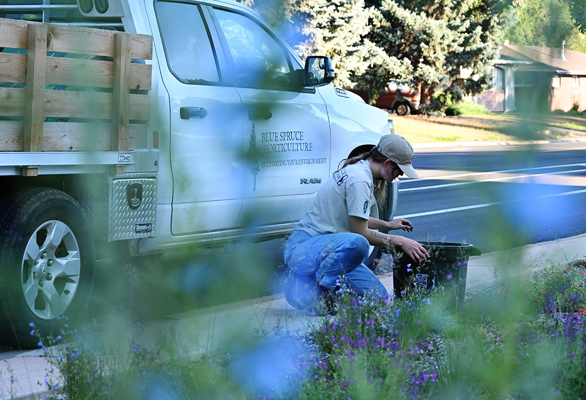 Blue Spruce Horticulture worker