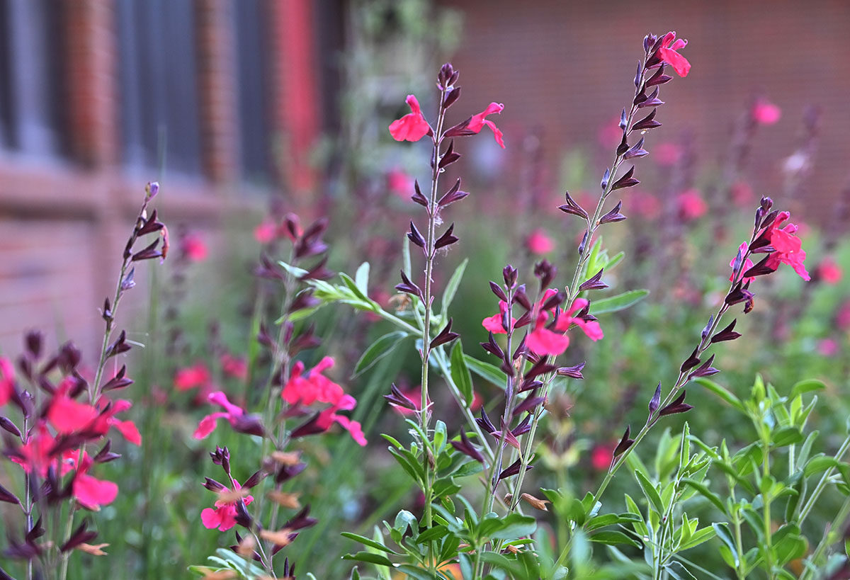 pink flowers